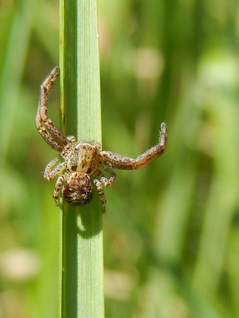 Xysticus sp.